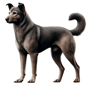 Perro Celta de Caza: Historia, Características y Legado