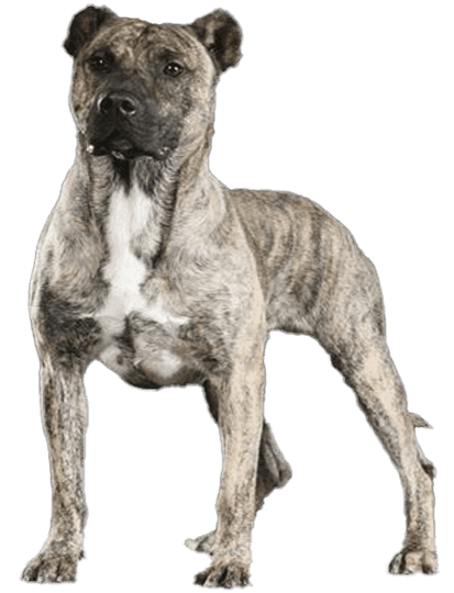 Perro cimarrón uruguayo