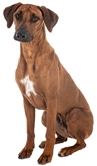 Perro Crestado Rodesiano: Características, Historia y Curiosidades