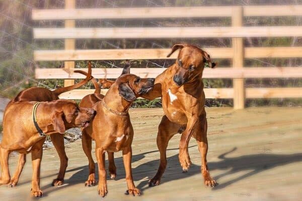 Perro Crestado Rodesiano: Características, Historia y Curiosidades