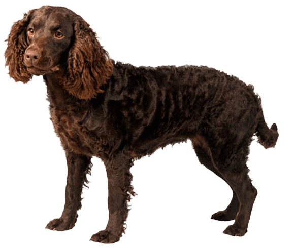 Perro de agua americano
