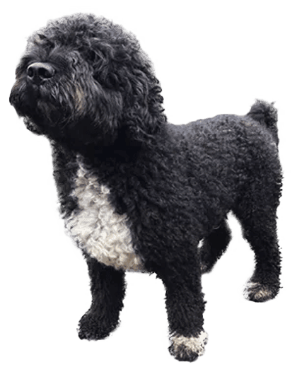 Perro de agua español