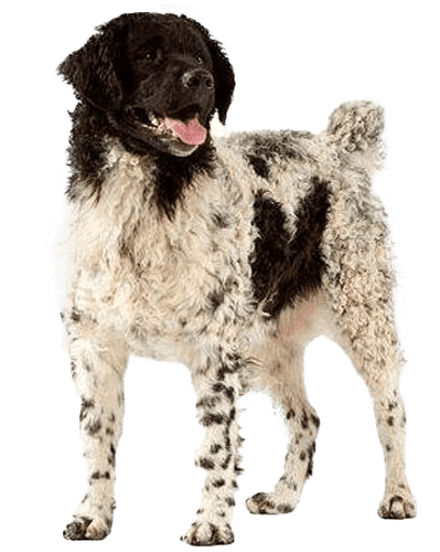 Perro de agua frisón