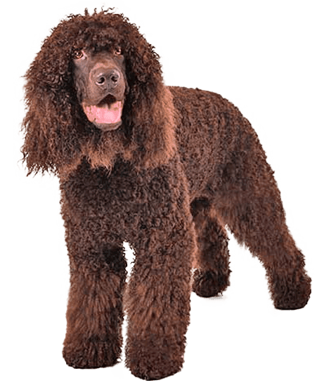 Perro de agua irlandés
