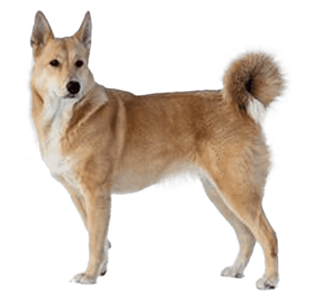 Perro de Canaán