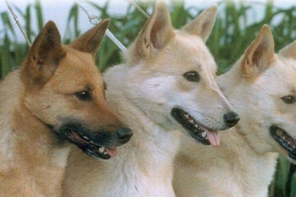 Perro de Canaán