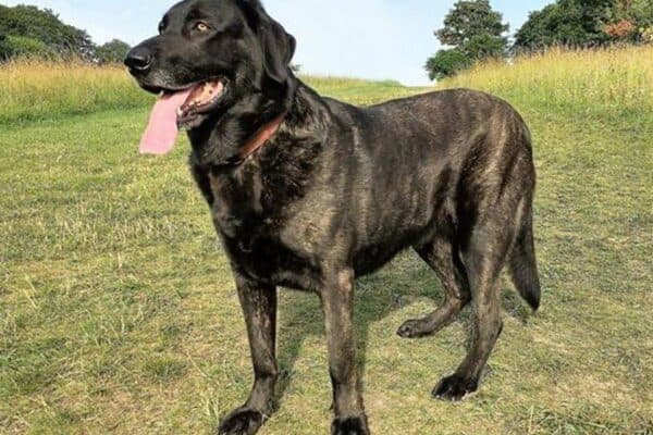 Perro de Castro Laboreiro