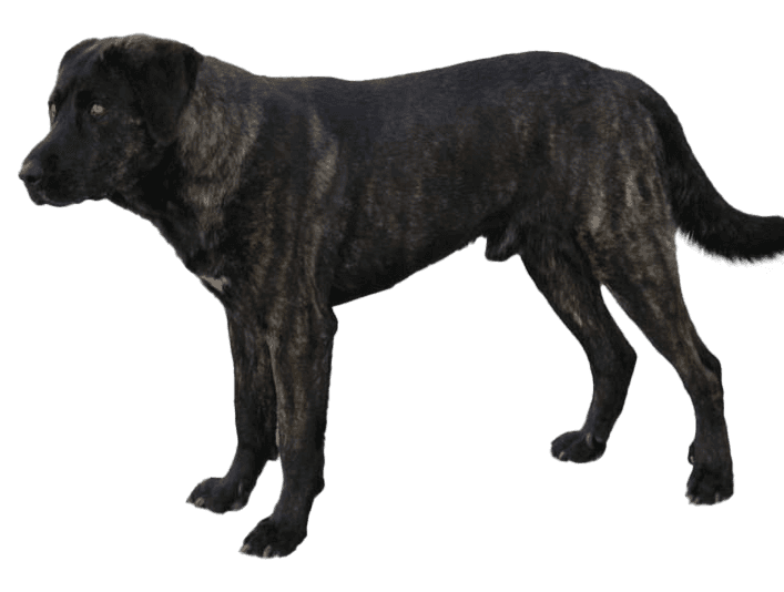 Perro de Castro Laboreiro