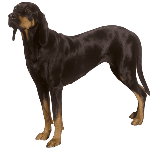 Perro de caza polaco