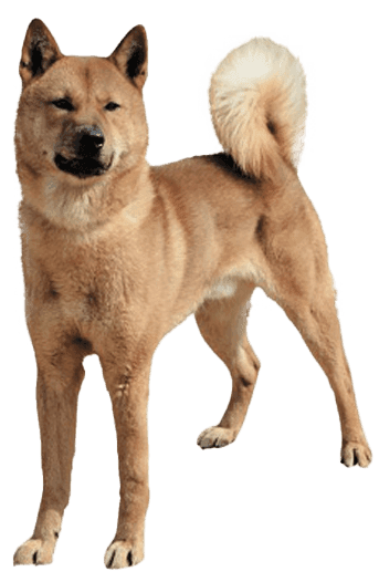 Perro de Chindo