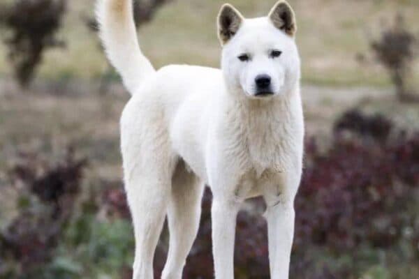 Perro de Chindo