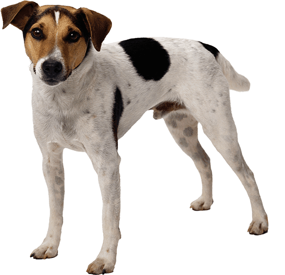 Perro de granja danés y sueco