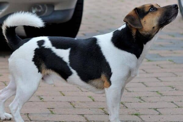 Perro de granja danés y sueco