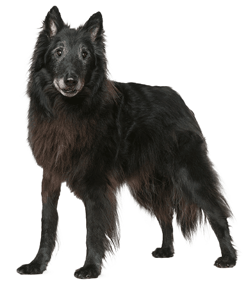Perro de Groenlandia