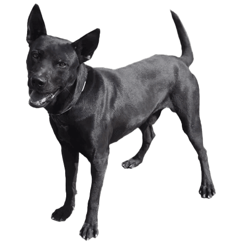 Perro de montaña de Formosa