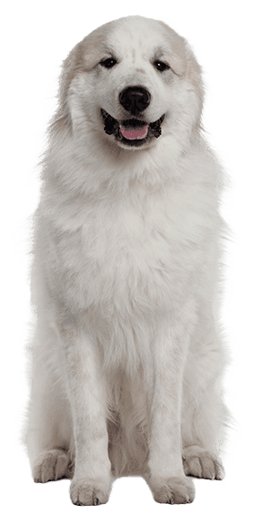 Perro de montaña de los Pirineos