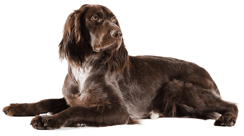 Perro de muestra alemán de pelo largo