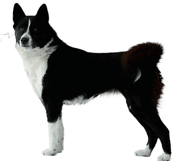 Perro de osos de Carelia