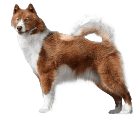 Perro esquimal canadiense