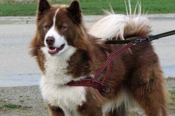 Perro esquimal canadiense