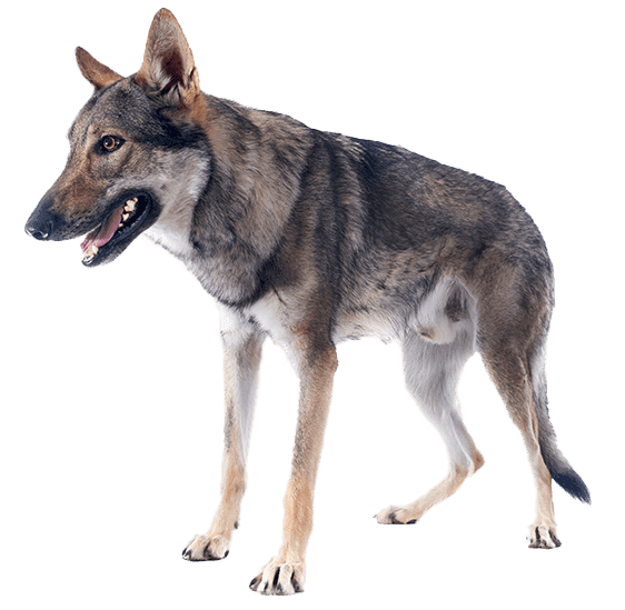 Perro lobo checoslovaco