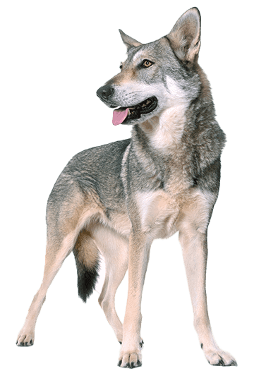 Perro lobo de Saarloos