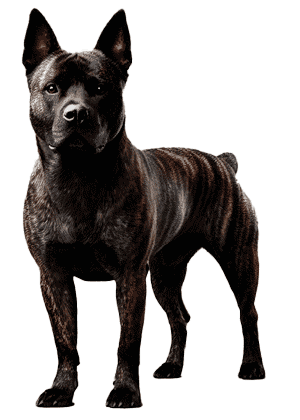 Perro Majorero: El Guardián Resiliente de las Islas Canarias