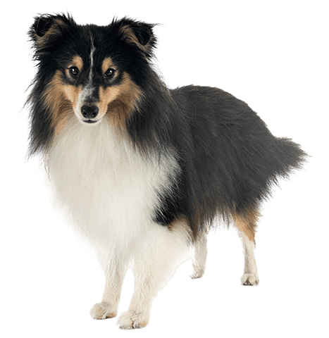 Perro pastor de las islas Shetland