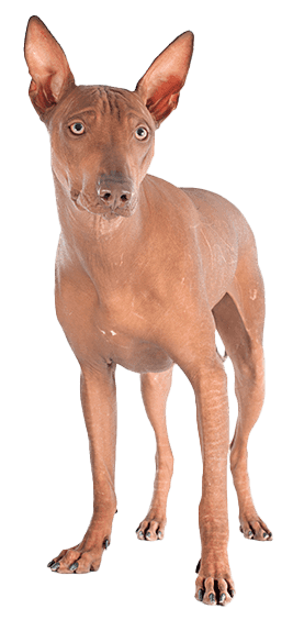 Perro sin pelo del Perú