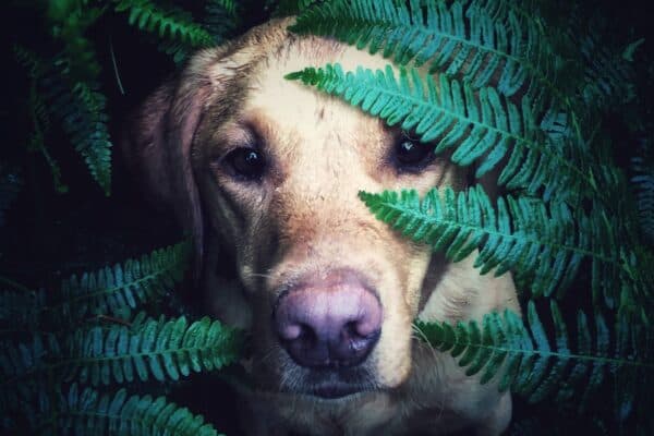 Grupo 8: Razas y Características de Perros Cobradores de Caza