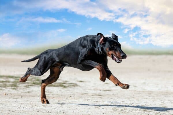Explorando el Grupo 2 de Perros: Pinscher y Schnauzer - Diversidad, Fuerza y Lealtad