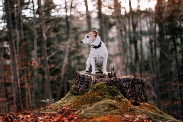El Fascinante Mundo de los Terriers: Clasificación y Características del Grupo 3