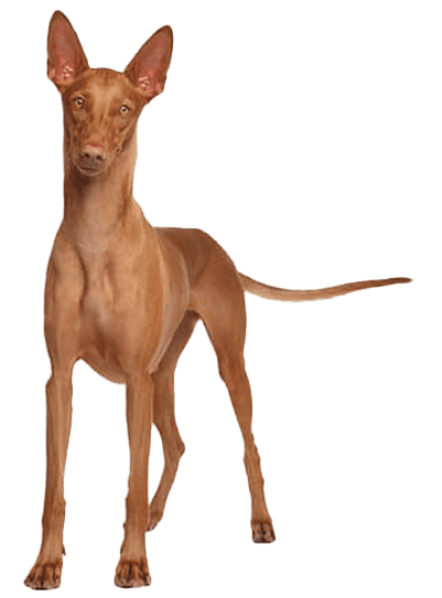 Pharaoh hound