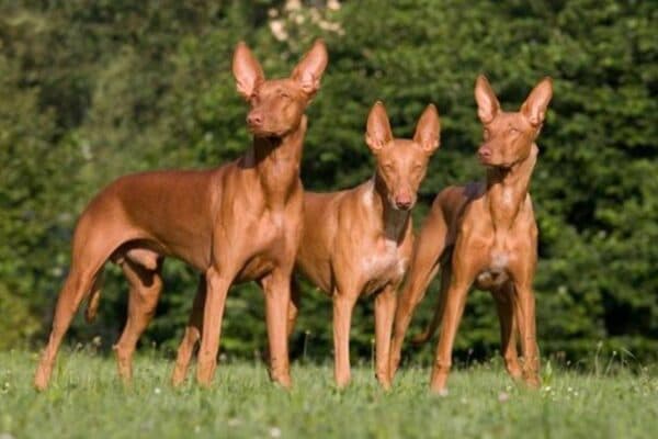 Pharaoh hound