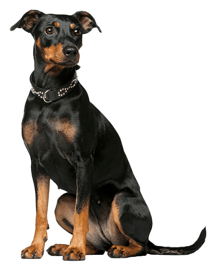 Pinscher alemán