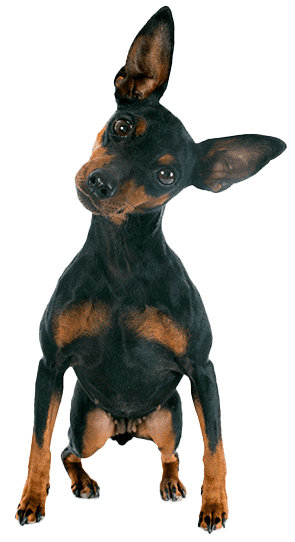 Pinscher Miniatura: Una Raza Pequeña con Gran Personalidad