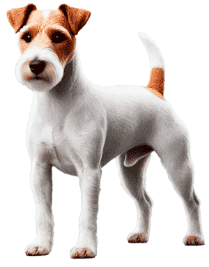 Plummer Terrier: El Terrier de Trabajo Perfecto