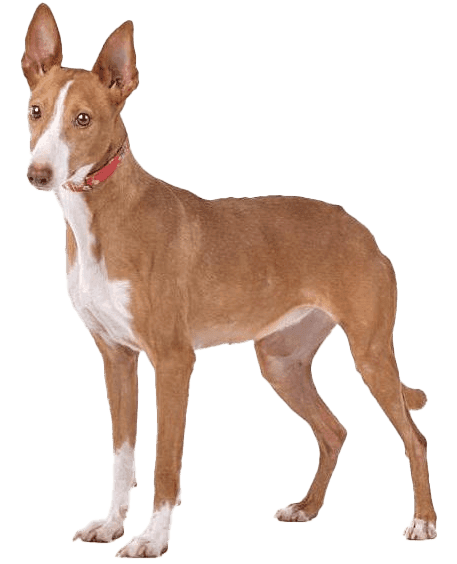 Podenco canario