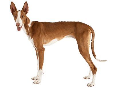 Podenco ibicenco