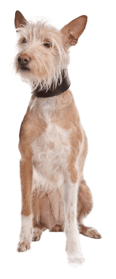 Podenco portugués