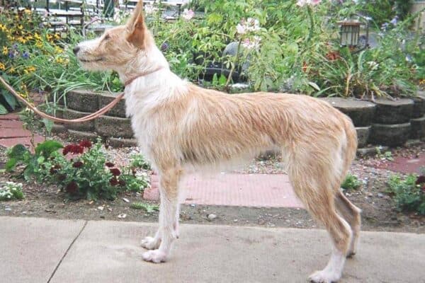 Podenco portugués