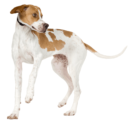 Pointer inglés