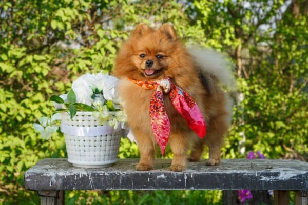 Pomerania
