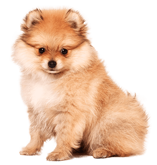 Pomerania