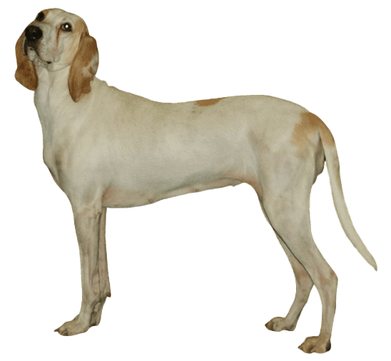 Porcelana
