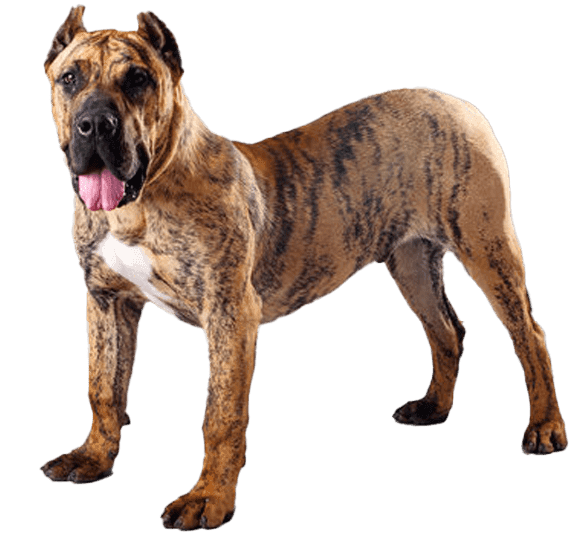 Presa canario