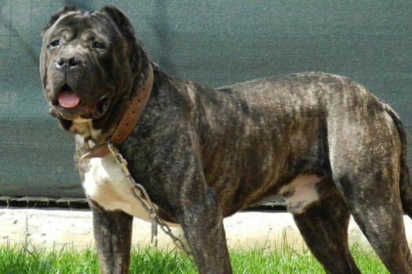 Presa canario
