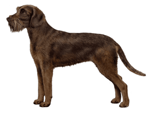 Pudelpointer