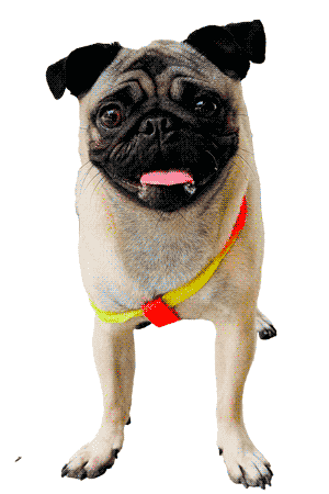 La Raza de Perros Pug: Una Historia de Encanto y Simpatía