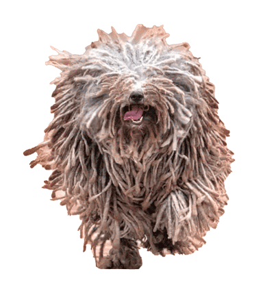 Puli: Una Joya Húngara